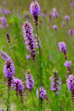 Prachtschaarde Liatris pycnostachya 5-10 pot P9 Liatris pycnostachya