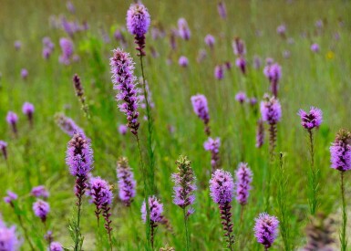 Prachtschaarde Liatris pycnostachya 5-10 pot P9 Liatris pycnostachya