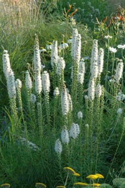Prachtskaars Liatris spicata 'Alba' 5-10 pot P9 Liatris spicata 'Alba'