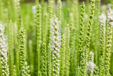 Liatris spicata 'Alba'