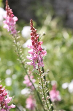 Linaria purpurea 'Canon J. Went'