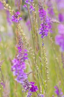 Vlasbekje Linaria purpurea 5-10 pot P9 Linaria purpurea