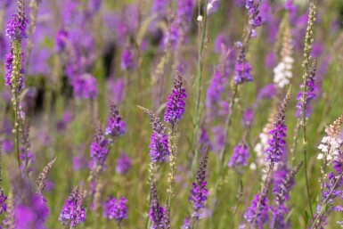 Linaria purpurea