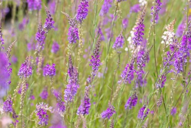 Linaria purpurea