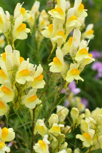 Vlasbekje Linaria vulgaris 5-10 pot P9 Linaria vulgaris