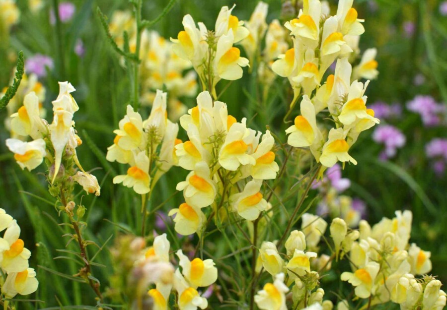 Vlasbekje Linaria vulgaris 5-10 pot P9 Linaria vulgaris