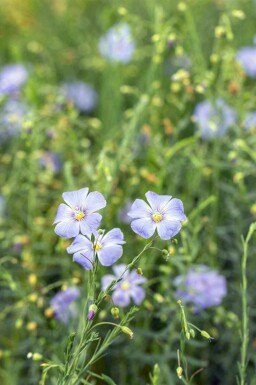 Linum perenne