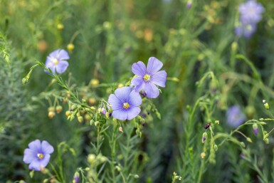 Linum perenne