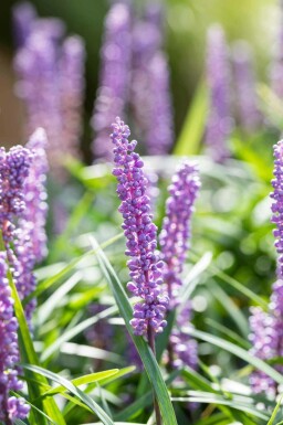 Liriope muscari 'Big Blue'
