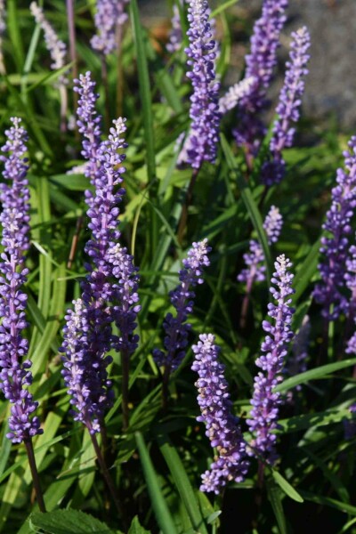 Liriope muscari 'Ingwersen'