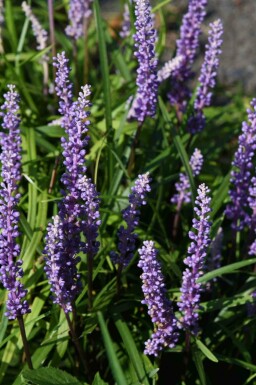 Liriope muscari 'Ingwersen'