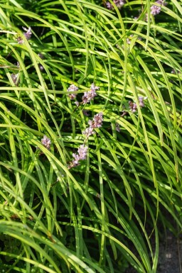Leliegras Liriope spicata 5-10 pot P9 Liriope spicata