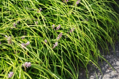 Leliegras Liriope spicata 5-10 pot P9 Liriope spicata