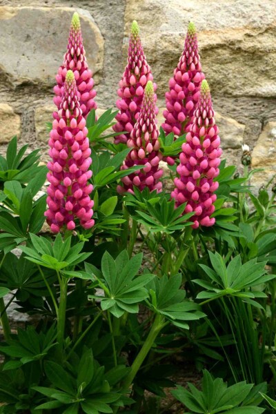 Lupinus 'Gallery Red'