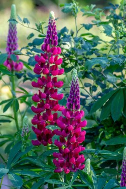 Lupine Lupinus 'My Castle' 5-10 pot P9 Lupinus 'My Castle'