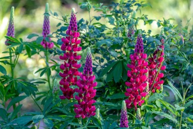Lupine Lupinus 'My Castle' 5-10 pot P9 Lupinus 'My Castle'