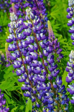 Lupine Lupinus 'The Governor' 5-10 pot P9 Lupinus 'The Governor'