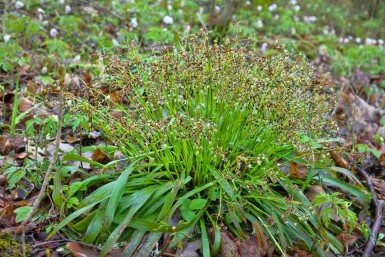Luzula pilosa