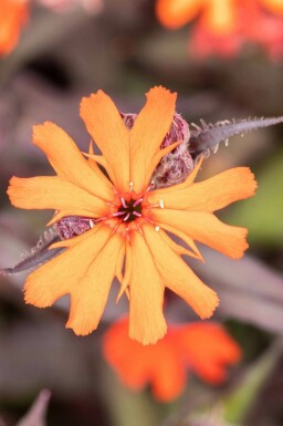 Lychnis arkwrightii 'Vesuvius'
