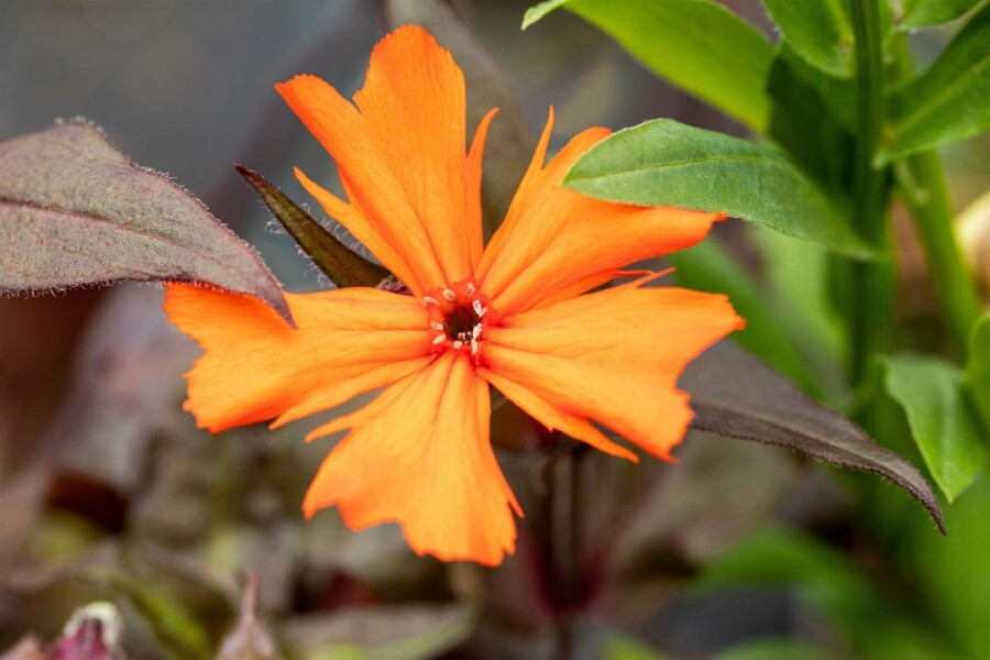 Brandende liefde Lychnis arkwrightii 'Vesuvius' 5-10 pot P9 Lychnis arkwrightii 'Vesuvius'