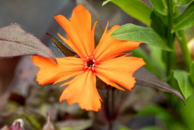 Lychnis arkwrightii 'Vesuvius'