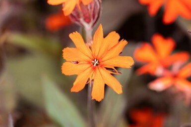 Brandende liefde Lychnis arkwrightii 'Vesuvius' 5-10 pot P9 Lychnis arkwrightii 'Vesuvius'