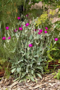 Prikneus Lychnis coronaria 5-10 pot P9 Lychnis coronaria