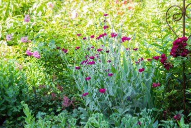 Prikneus Lychnis coronaria 5-10 pot P9 Lychnis coronaria