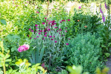 Lychnis coronaria