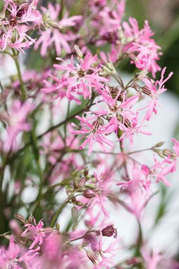 Lychnis flos-cuculi