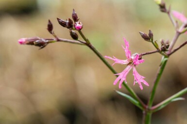 Lychnis flos-cuculi