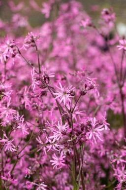 Lychnis flos-cuculi