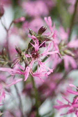 Lychnis flos-cuculi