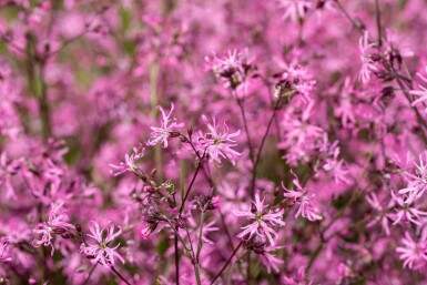 Lychnis flos-cuculi