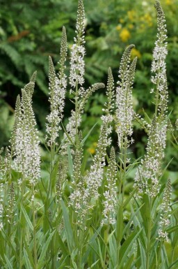 Lysimachia ephemerum