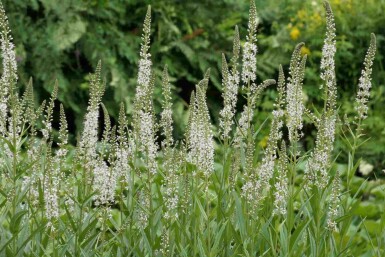 Lysimachia ephemerum