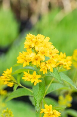 Lysimachia vulgaris