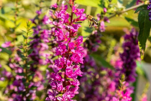 Lythrum salicaria 'Robin'