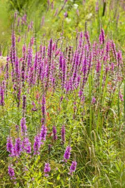 Kattenstaart Lythrum virgatum 'Dropmore Purple' 5-10 pot P9 Lythrum virgatum 'Dropmore Purple'
