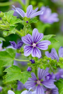 Groot kaasjeskruid Malva sylvestris 'Primley Blue' 5-10 pot P9 Malva sylvestris 'Primley Blue'