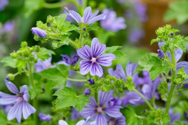 Groot kaasjeskruid Malva sylvestris 'Primley Blue' 5-10 pot P9 Malva sylvestris 'Primley Blue'