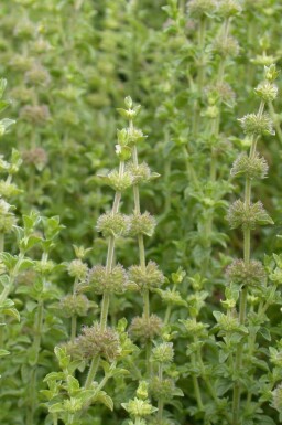 Polei Mentha pulegium 5-10 pot P9 Mentha pulegium