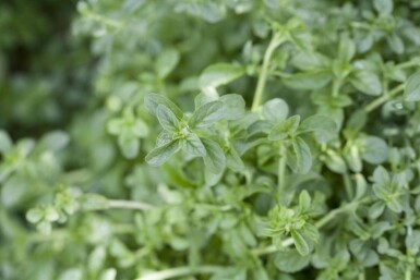 Polei Mentha pulegium 5-10 pot P9 Mentha pulegium
