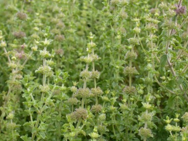 Mentha pulegium