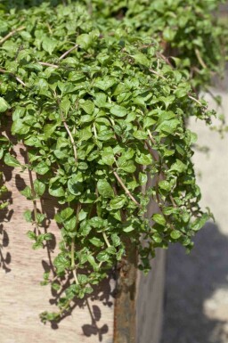Mentha requienii