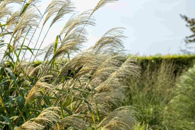 Miscanthus giganteus