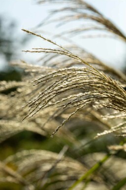 Miscanthus giganteus