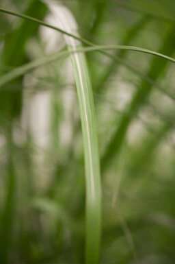 Miscanthus giganteus
