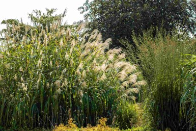 Miscanthus giganteus