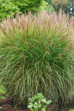 Olifantsgras Miscanthus sinensis 5-10 pot P9 Miscanthus sinensis